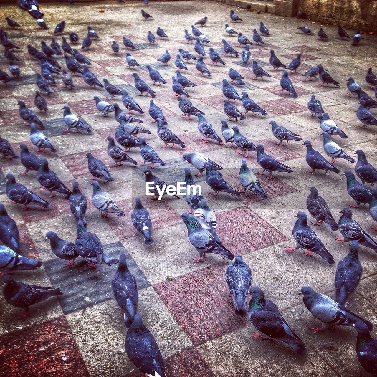 Flock of pigeons on town square