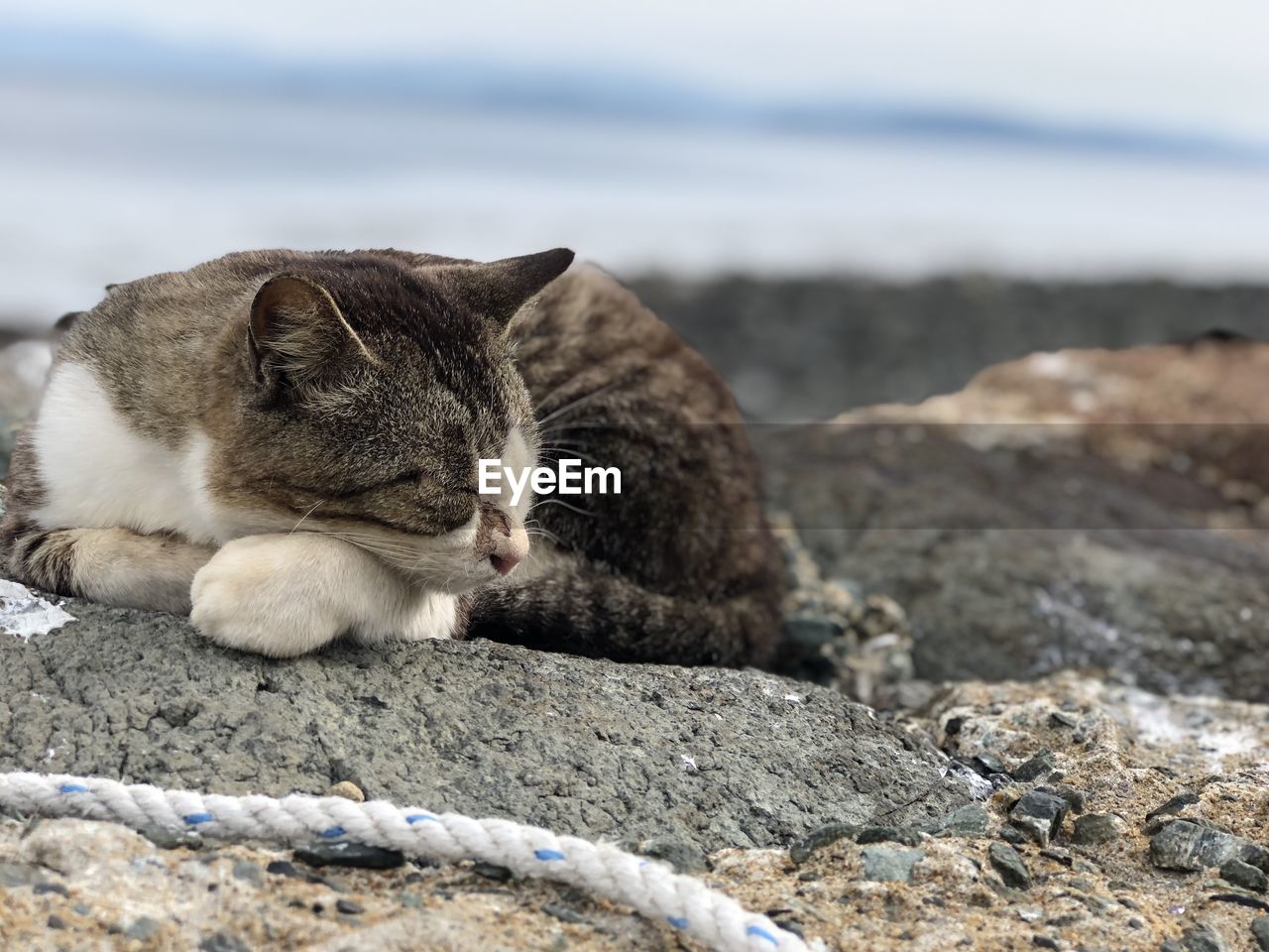 CLOSE-UP OF A CAT ON ROCK