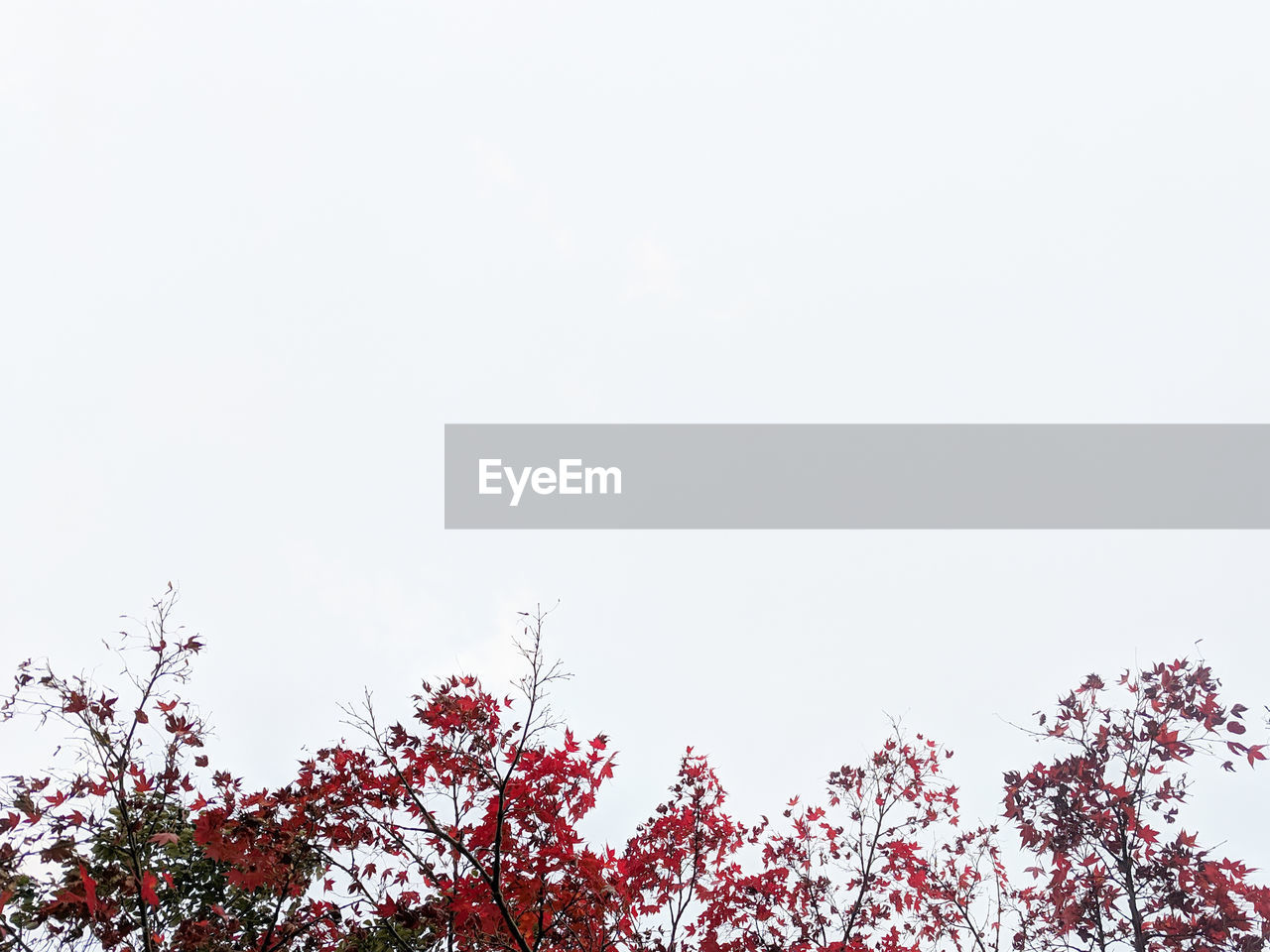 LOW ANGLE VIEW OF TREES AGAINST SKY