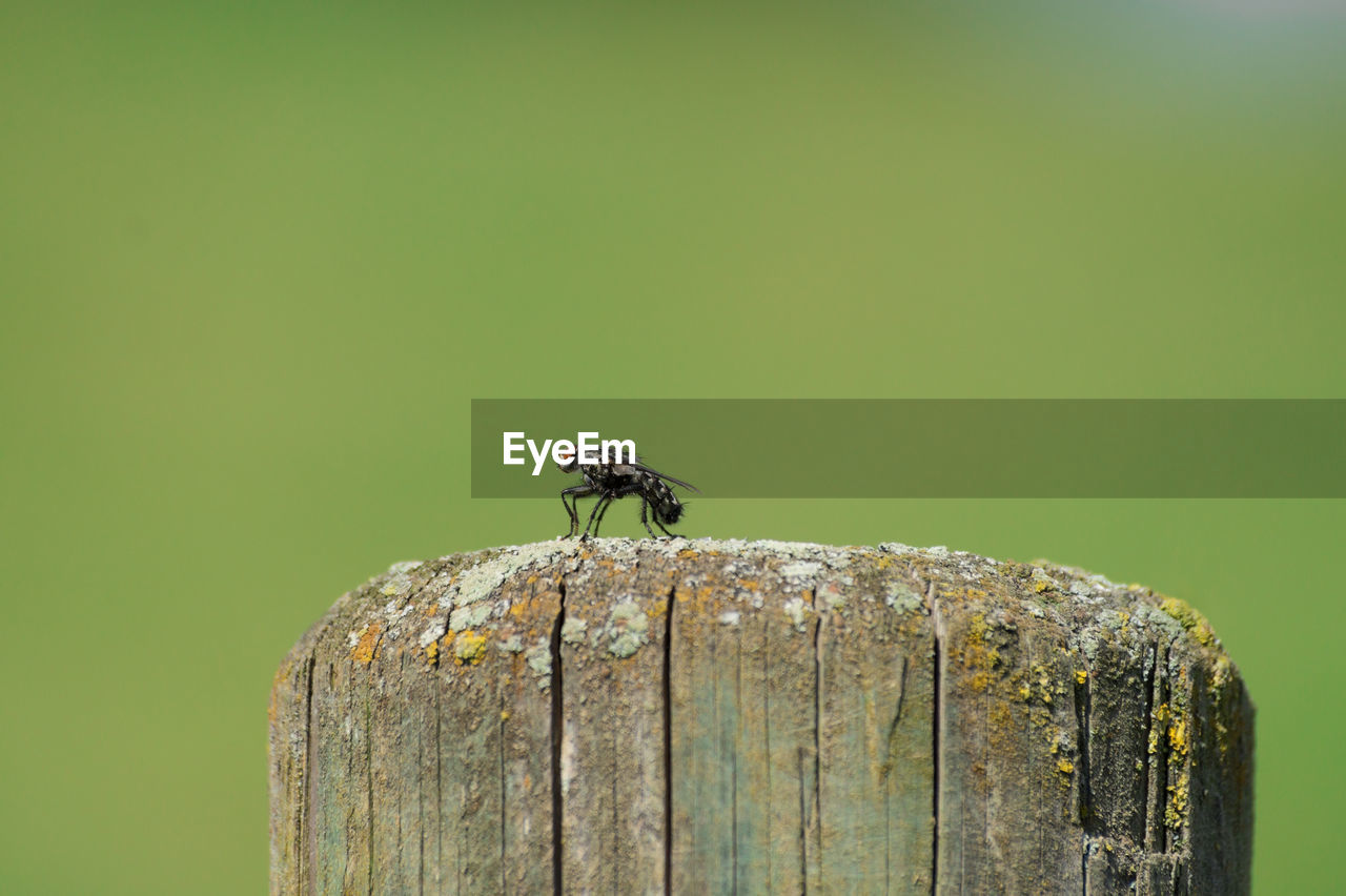 CLOSE-UP OF BIRD PERCHING ON WOODEN POST