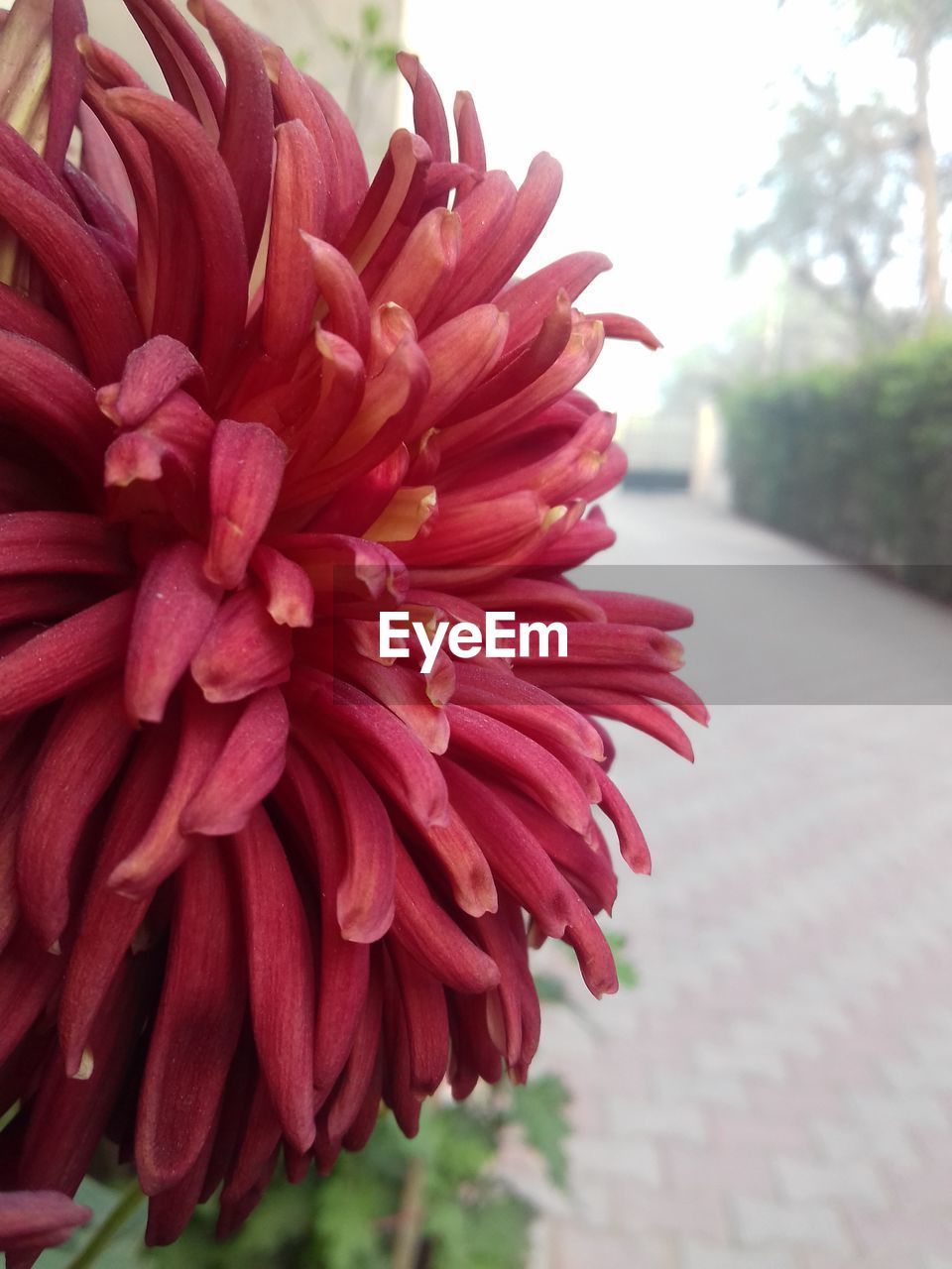 CLOSE-UP OF PINK FLOWER BLOOMING OUTDOORS