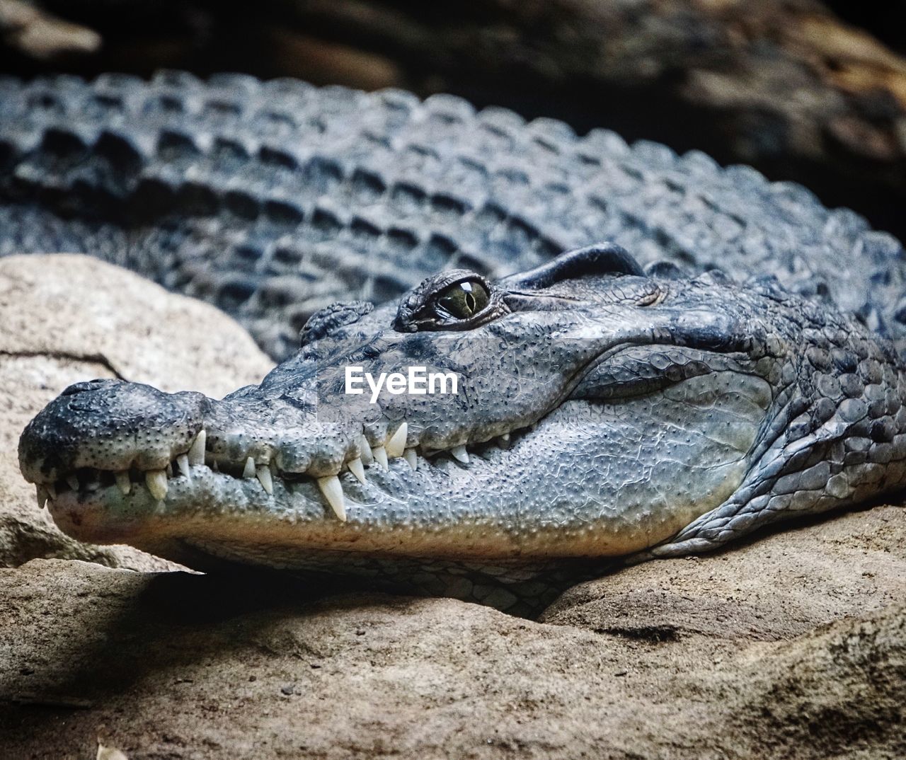 Close-up of crocodile on rock