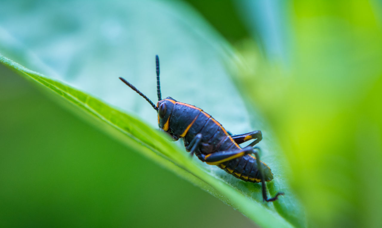 CLOSE-UP OF HOUSEFLY ON PLANT