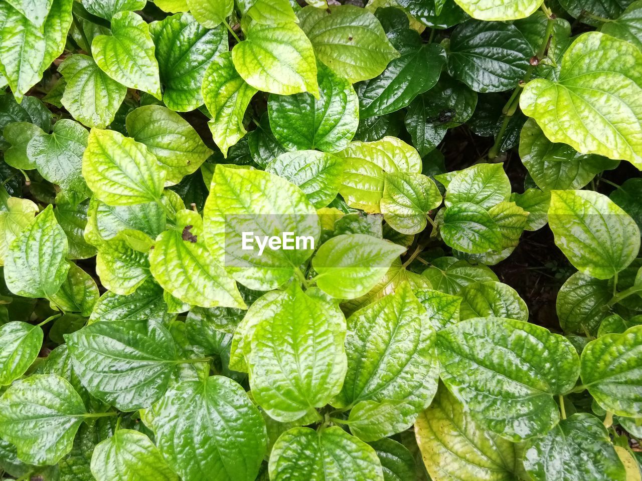 Full frame shot of green leaves