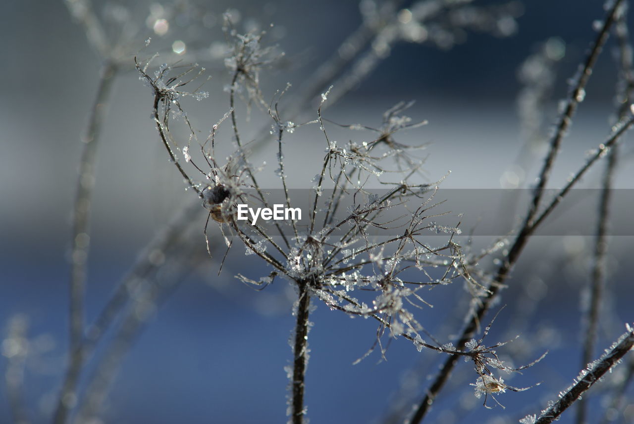 CLOSE-UP OF FROZEN PLANT