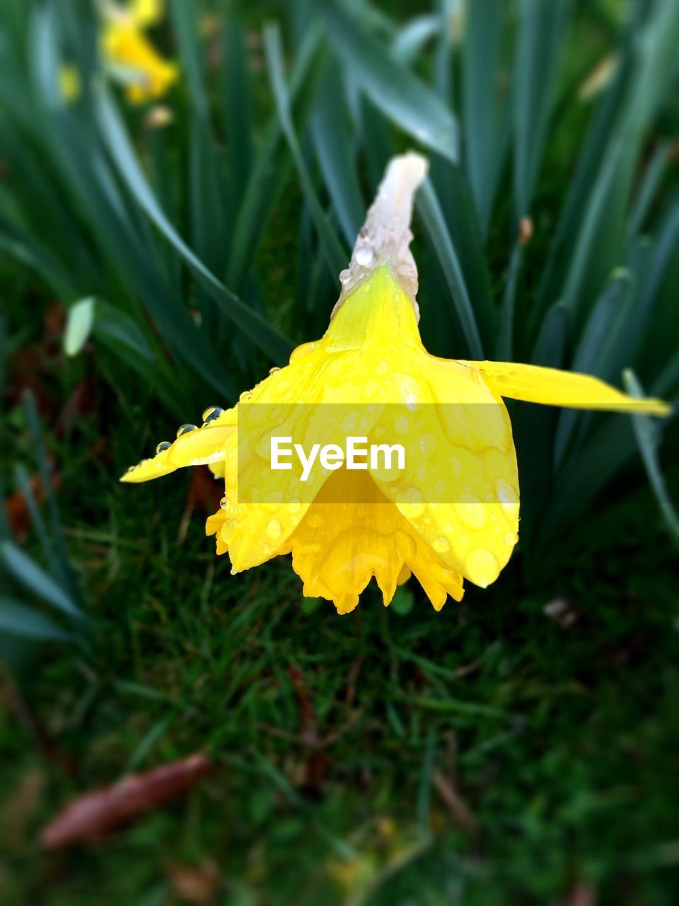 Close-up of raindrops on yellow daffodil flower