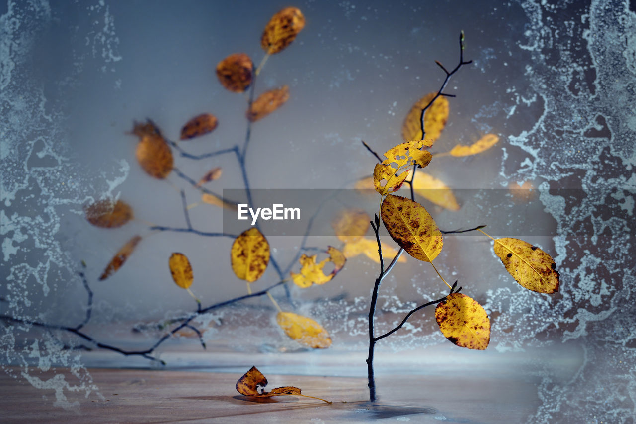 yellow, nature, autumn, flower, no people, branch, tree, plant, leaf, plant part, beauty in nature, outdoors, falling, reflection, water, snow, fragility, winter