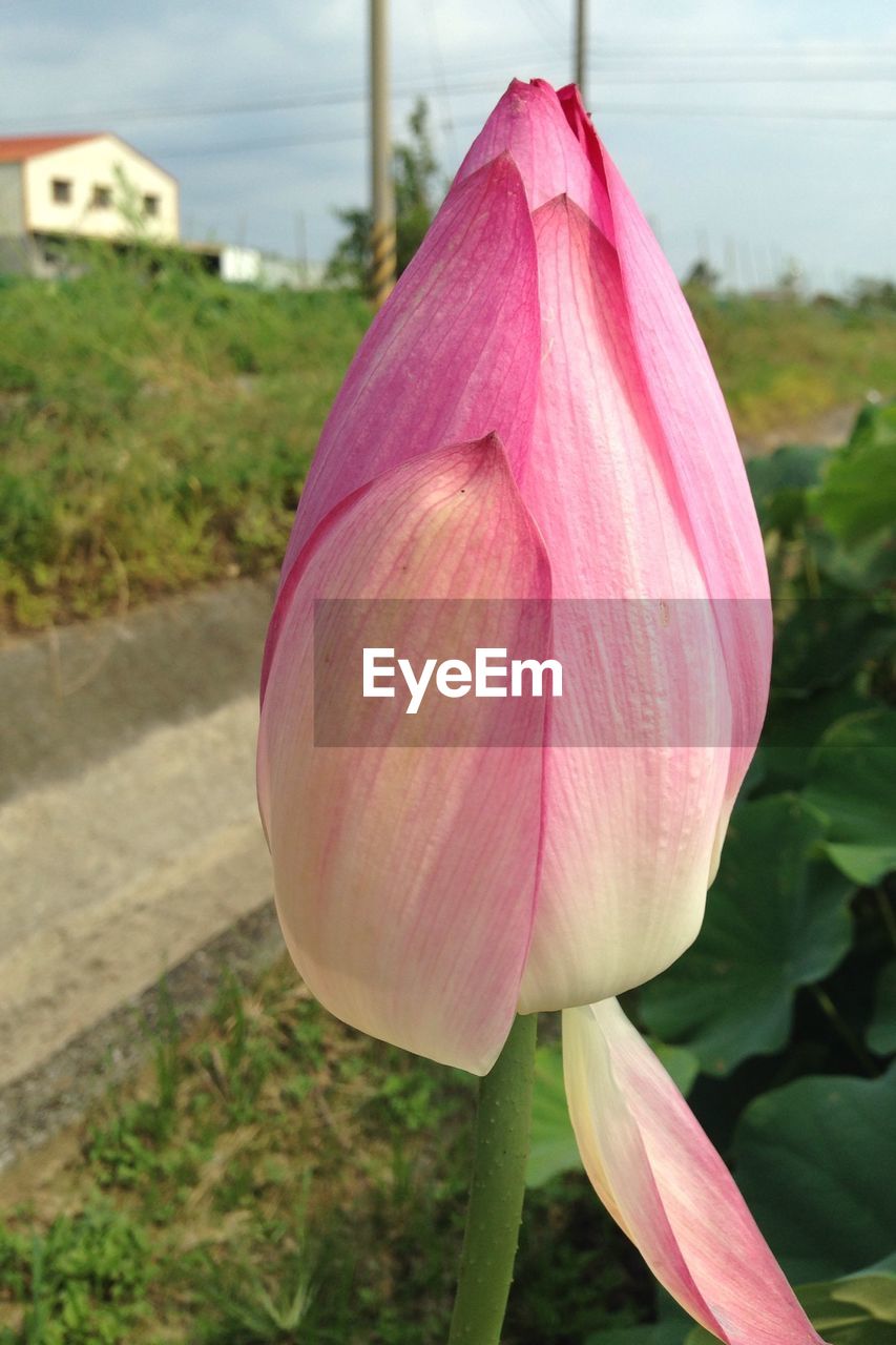 Close-up of pink lotus bud