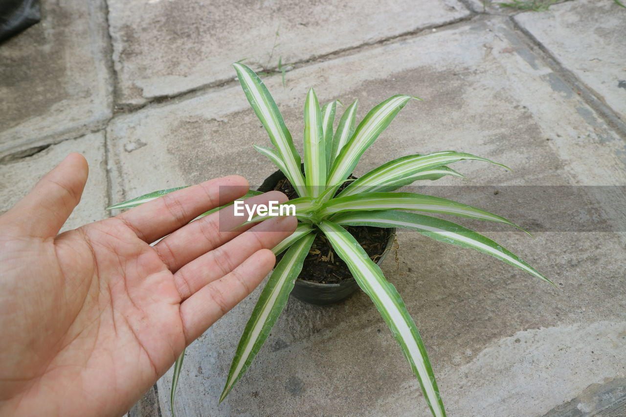 CROPPED HAND HOLDING PLANT