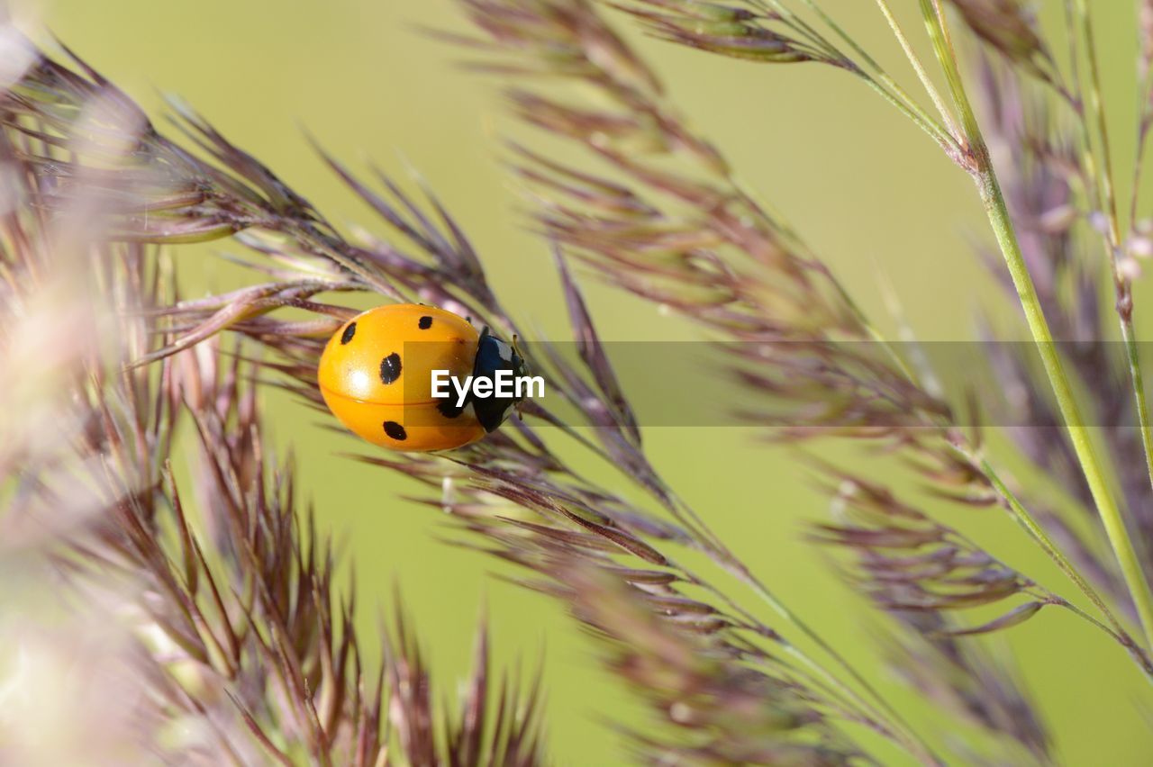 Close-up of ladybug on plant