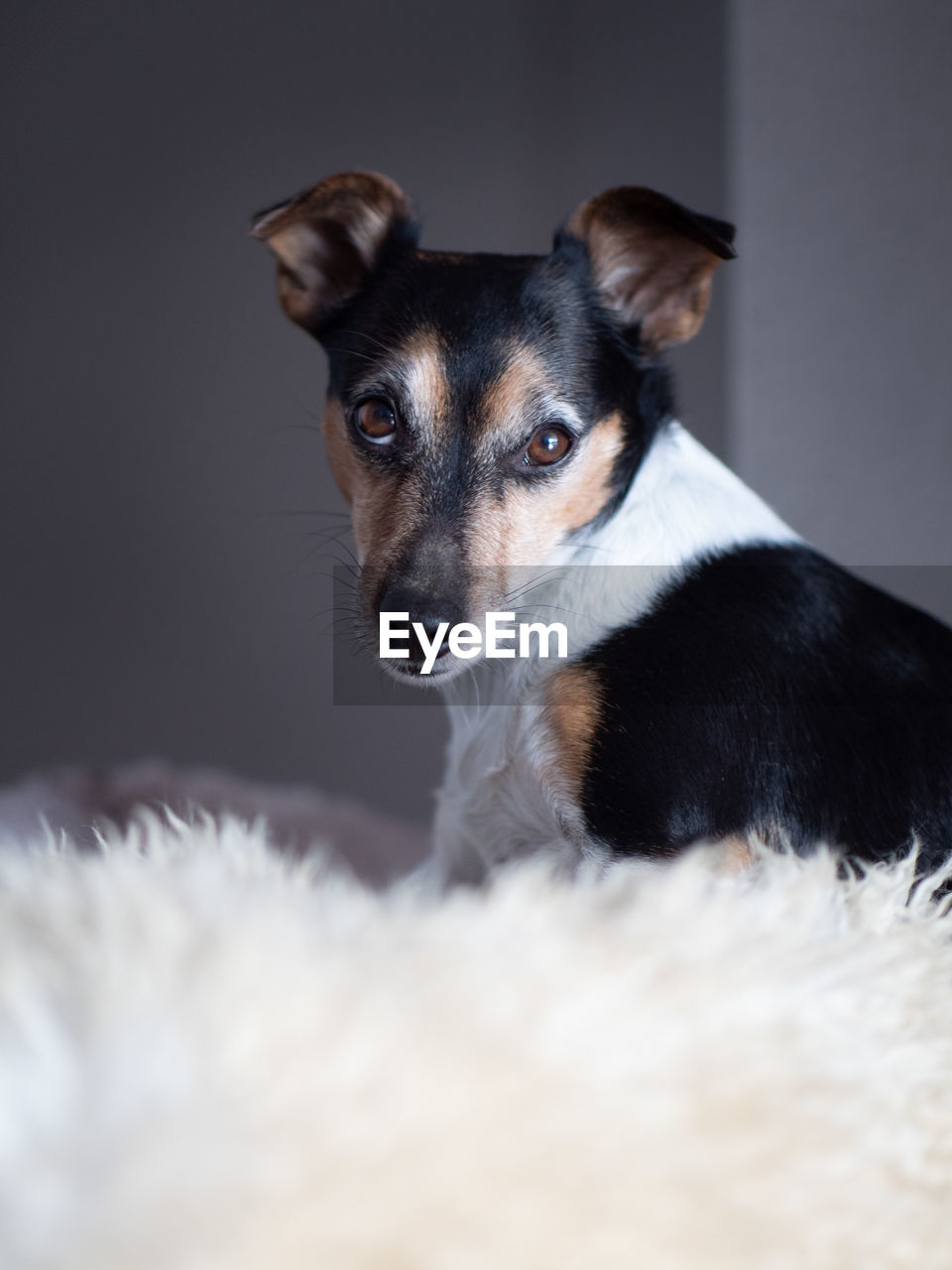 CLOSE-UP PORTRAIT OF A DOG