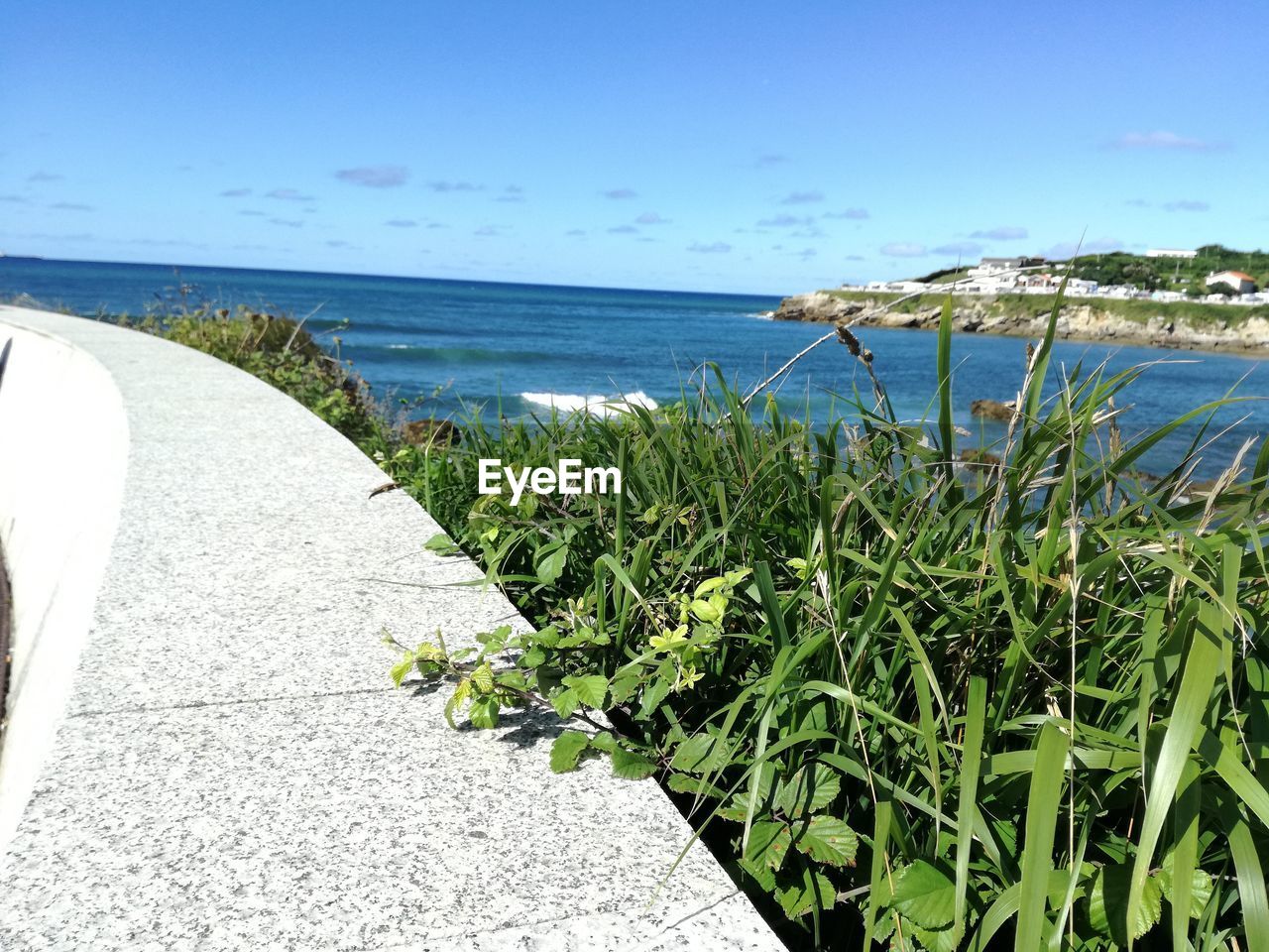 PLANTS BY SEA AGAINST SKY