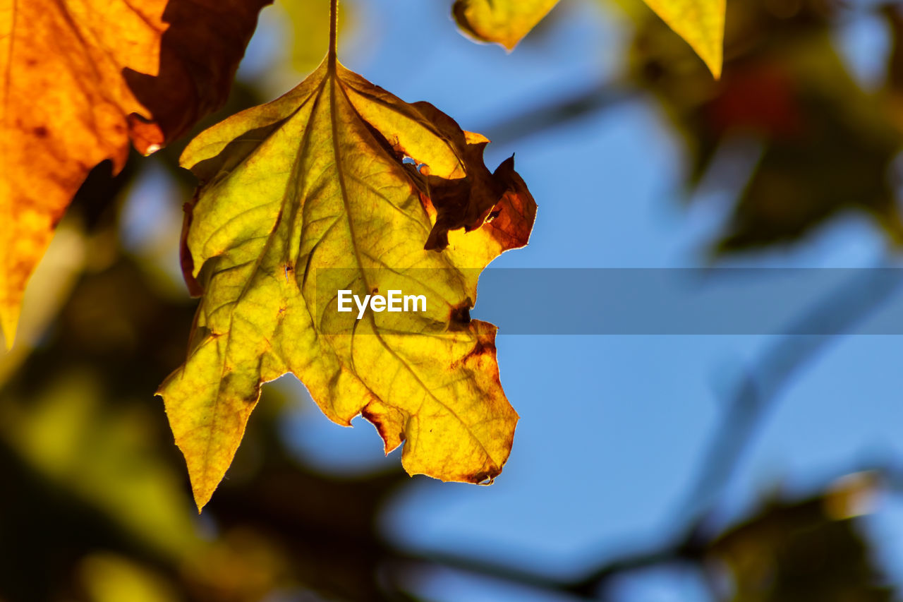 CLOSE-UP OF YELLOW AUTUMN LEAVES