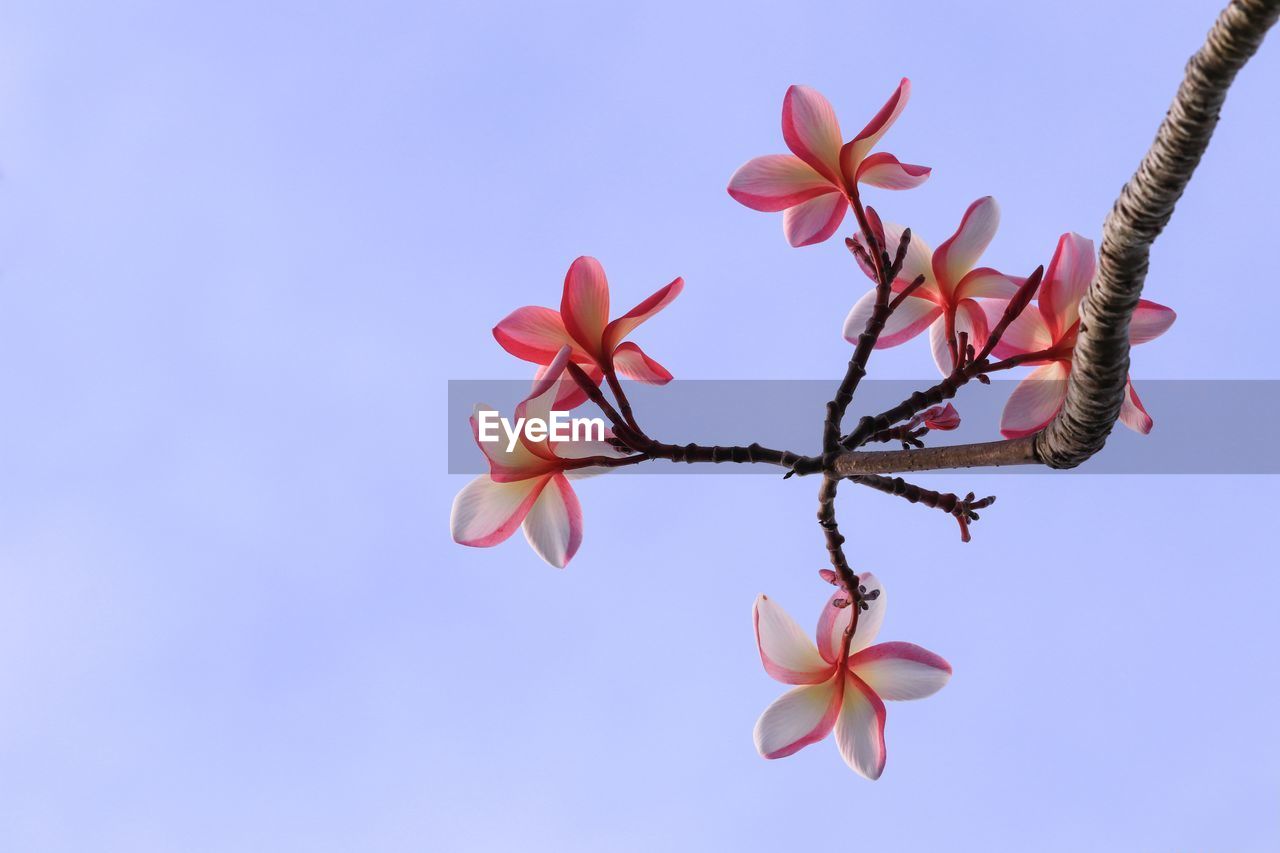 Close-up of pink flowering plant against blue sky