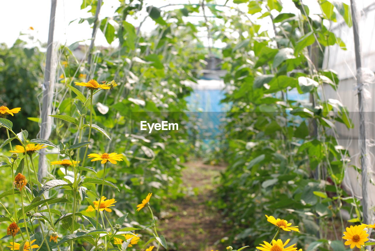 YELLOW FLOWERS GROWING ON PLANT