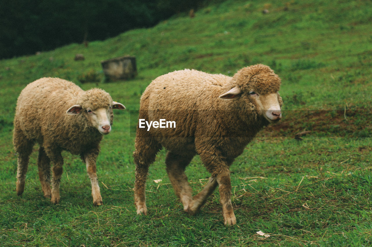 SHEEP STANDING IN FIELD