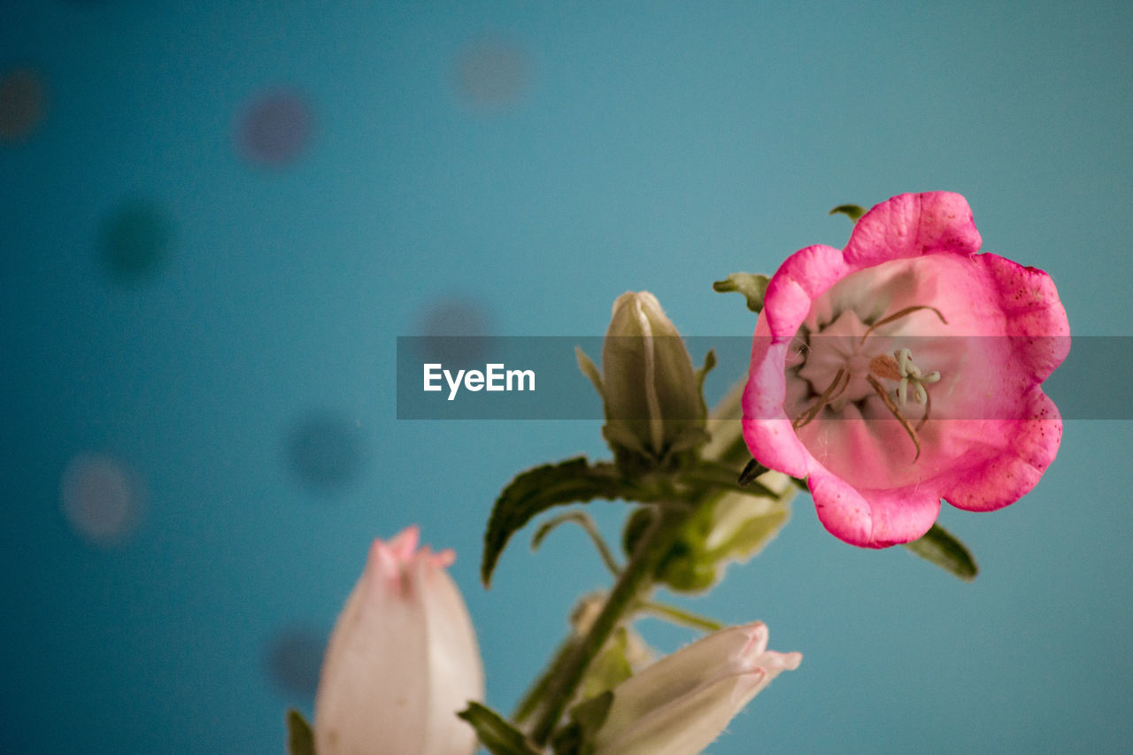 Close-up of pink rose flower