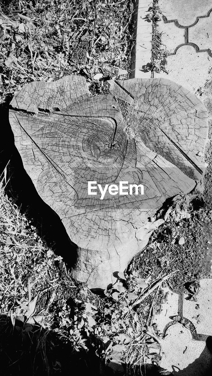 HIGH ANGLE VIEW OF TREE STUMP ON LAND