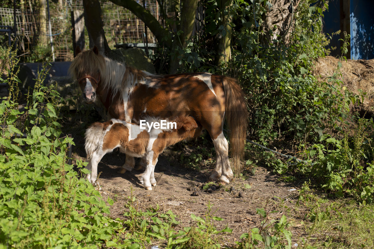 A baby pony is nursing its mother's milk