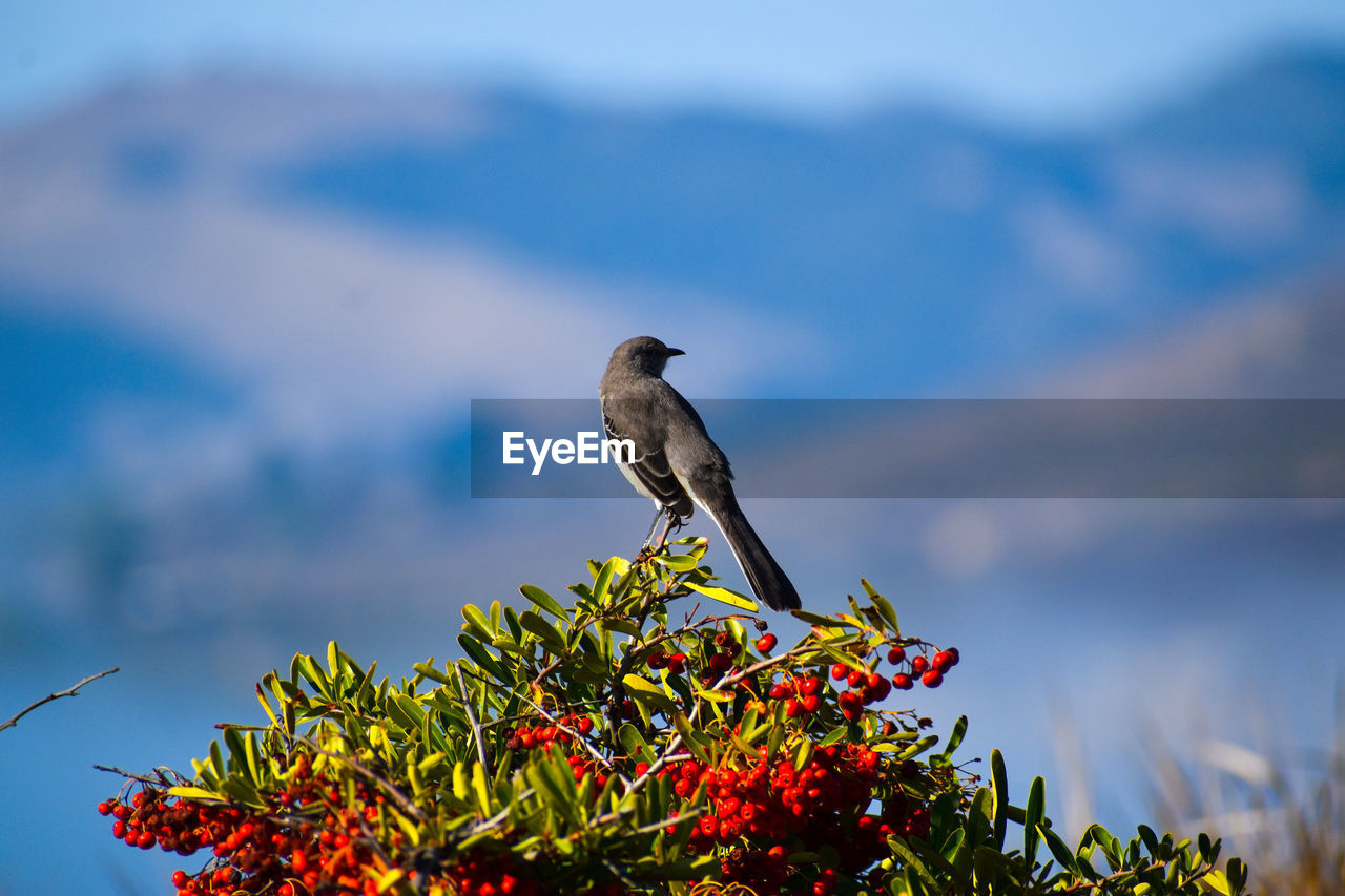 Beautiful mockingbird sits atop a red berry bush overlooking the ocean coastline 