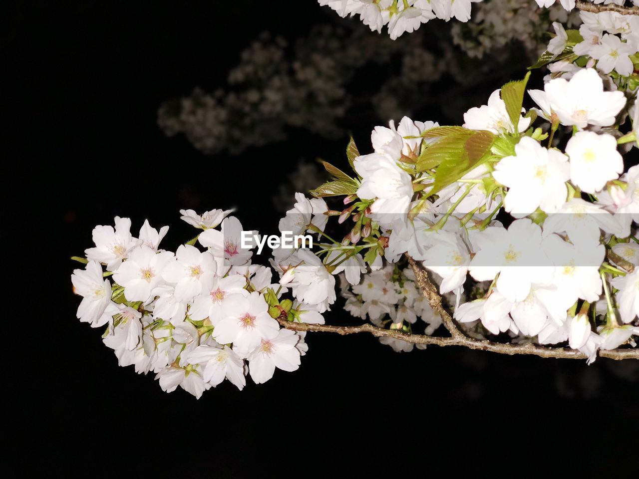 CLOSE-UP OF WHITE FLOWERS