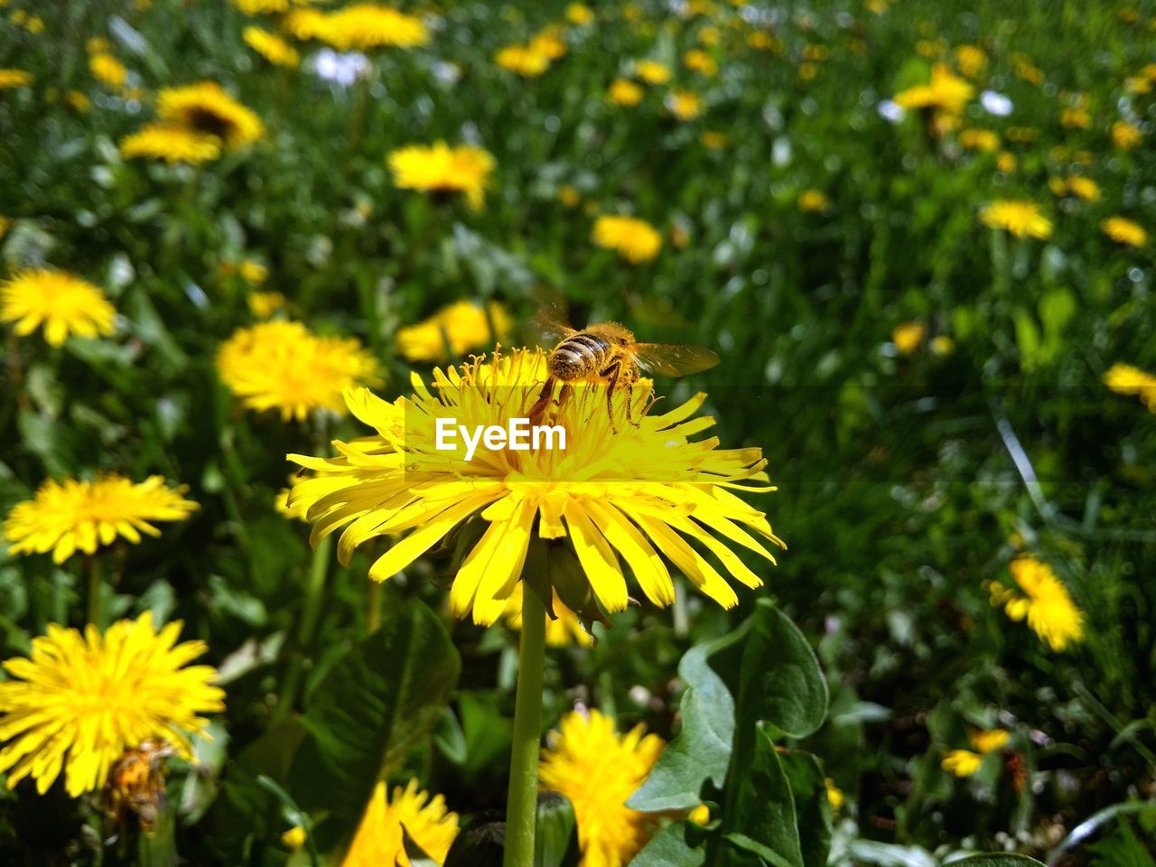 Close-up of bee on yellow flower