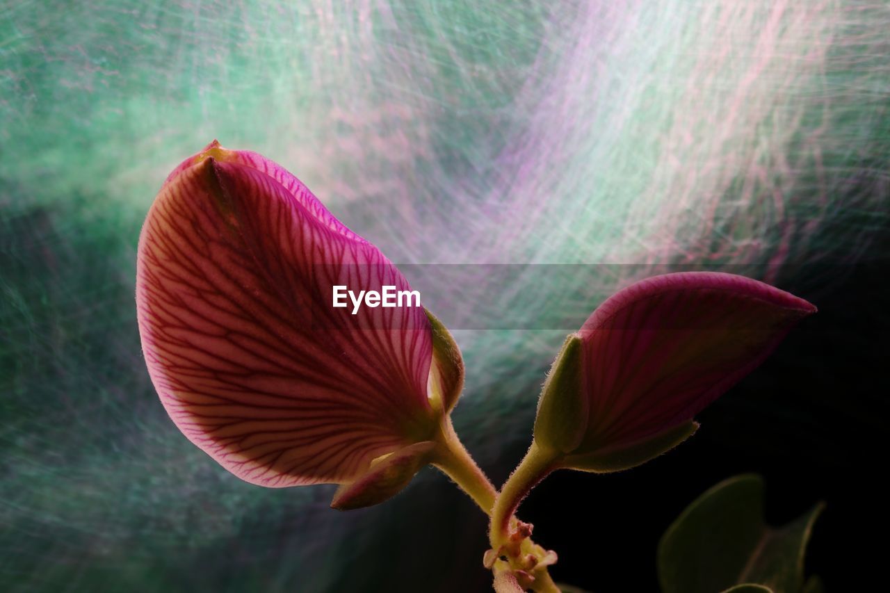 CLOSE-UP OF PINK FLOWER AGAINST BLURRED BACKGROUND