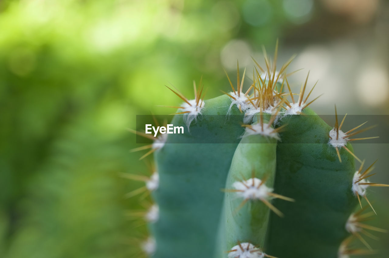 CLOSE-UP OF CACTUS FLOWER