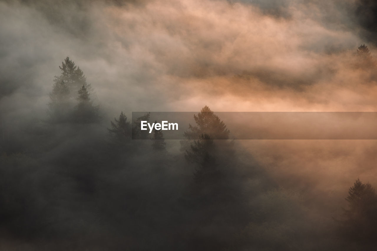 Landscape of high mountains and forests. the sun rays are shining through the fog.