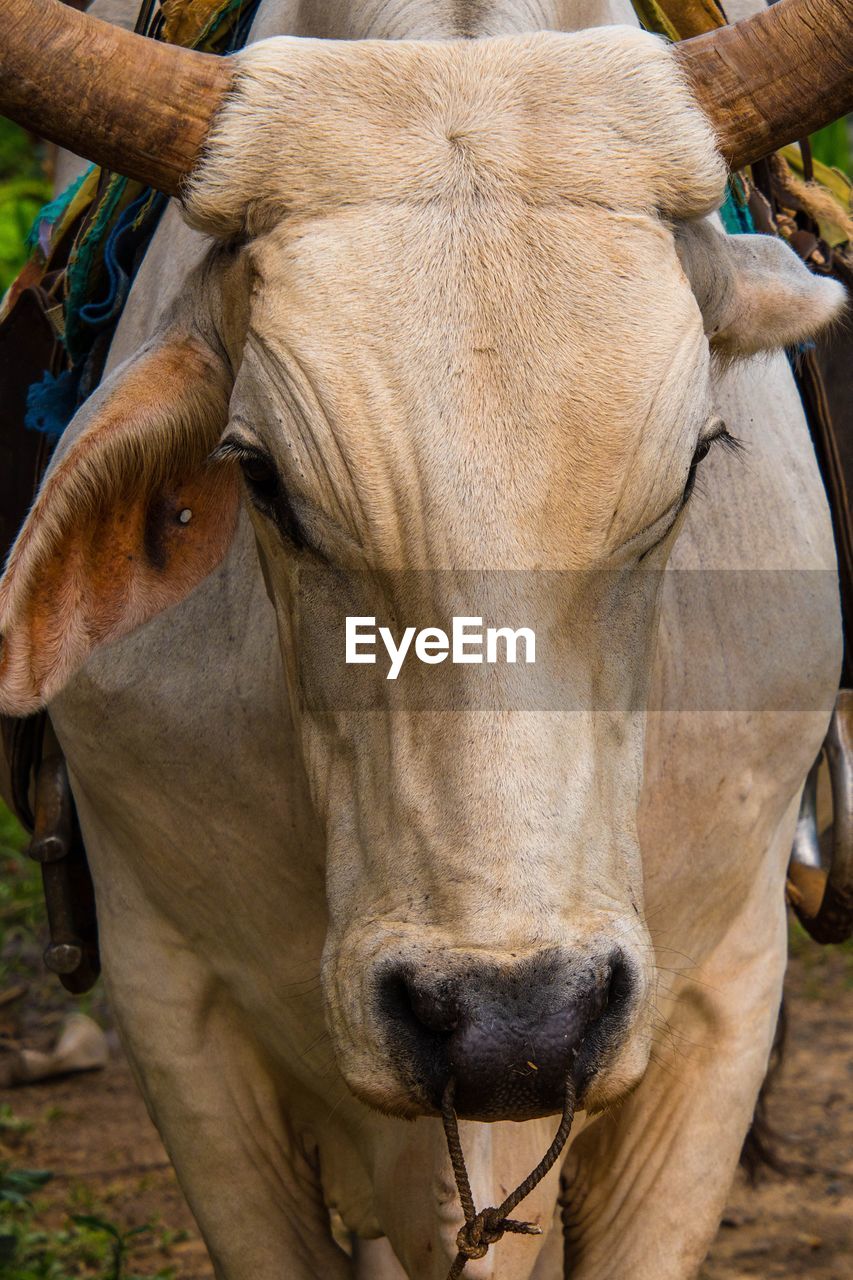 Close-up of a cow