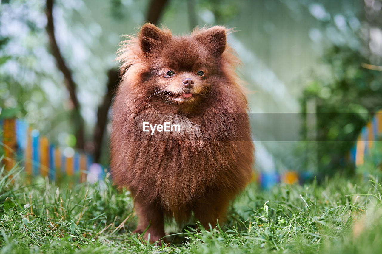 Pomeranian spitz dog in garden. cute brown pomeranian puppy on walk. spitz pom dog, green grass