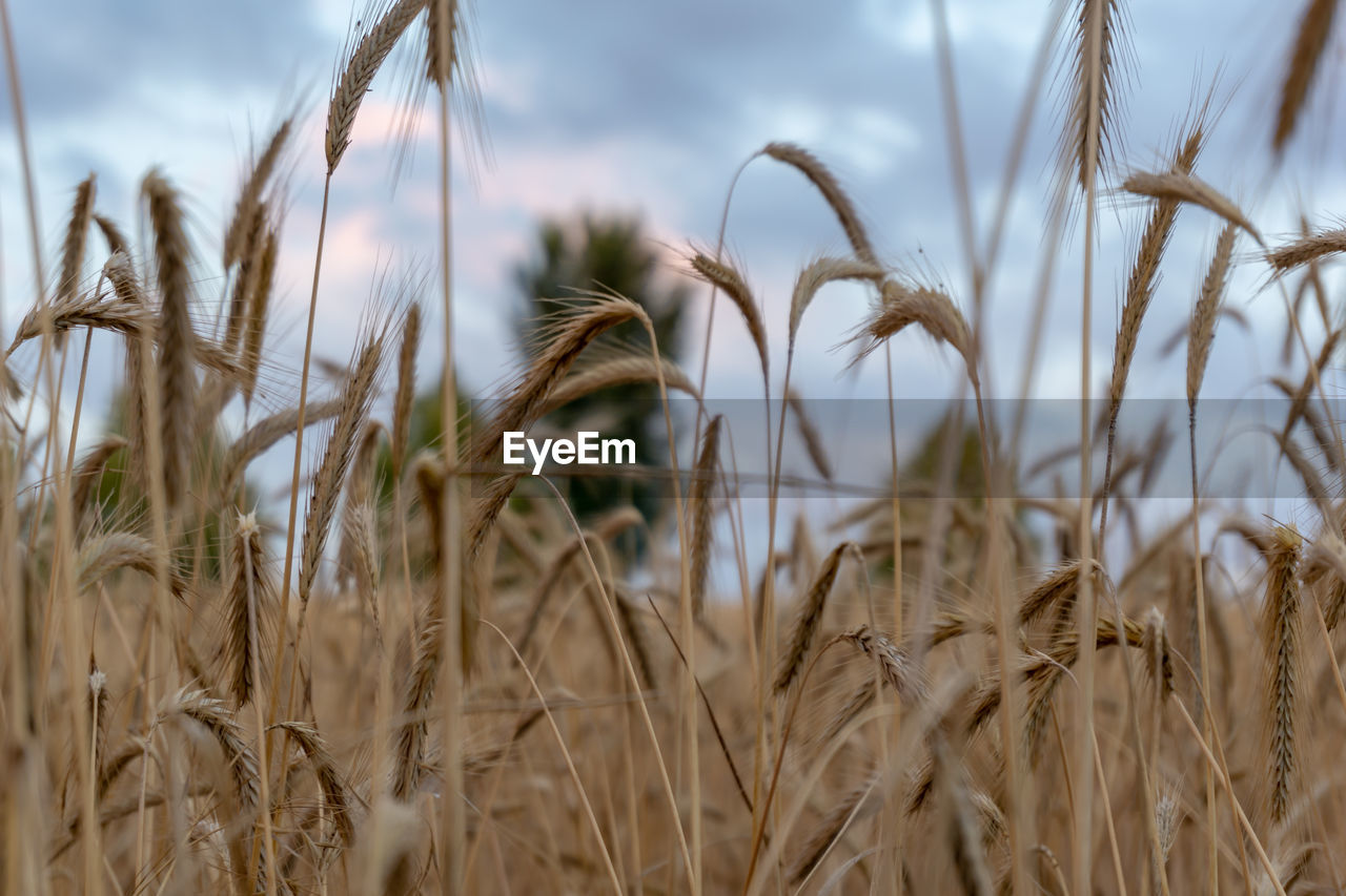 Close-up of stalks in field against sky