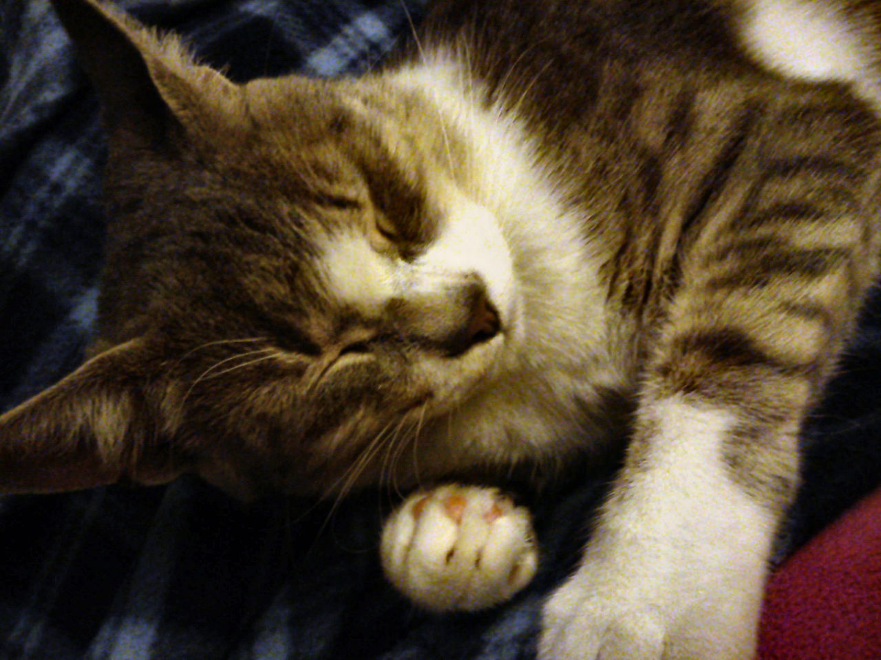 CLOSE-UP OF CAT SLEEPING ON CARPET