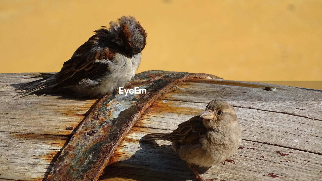 Close-up of bird perching on wood