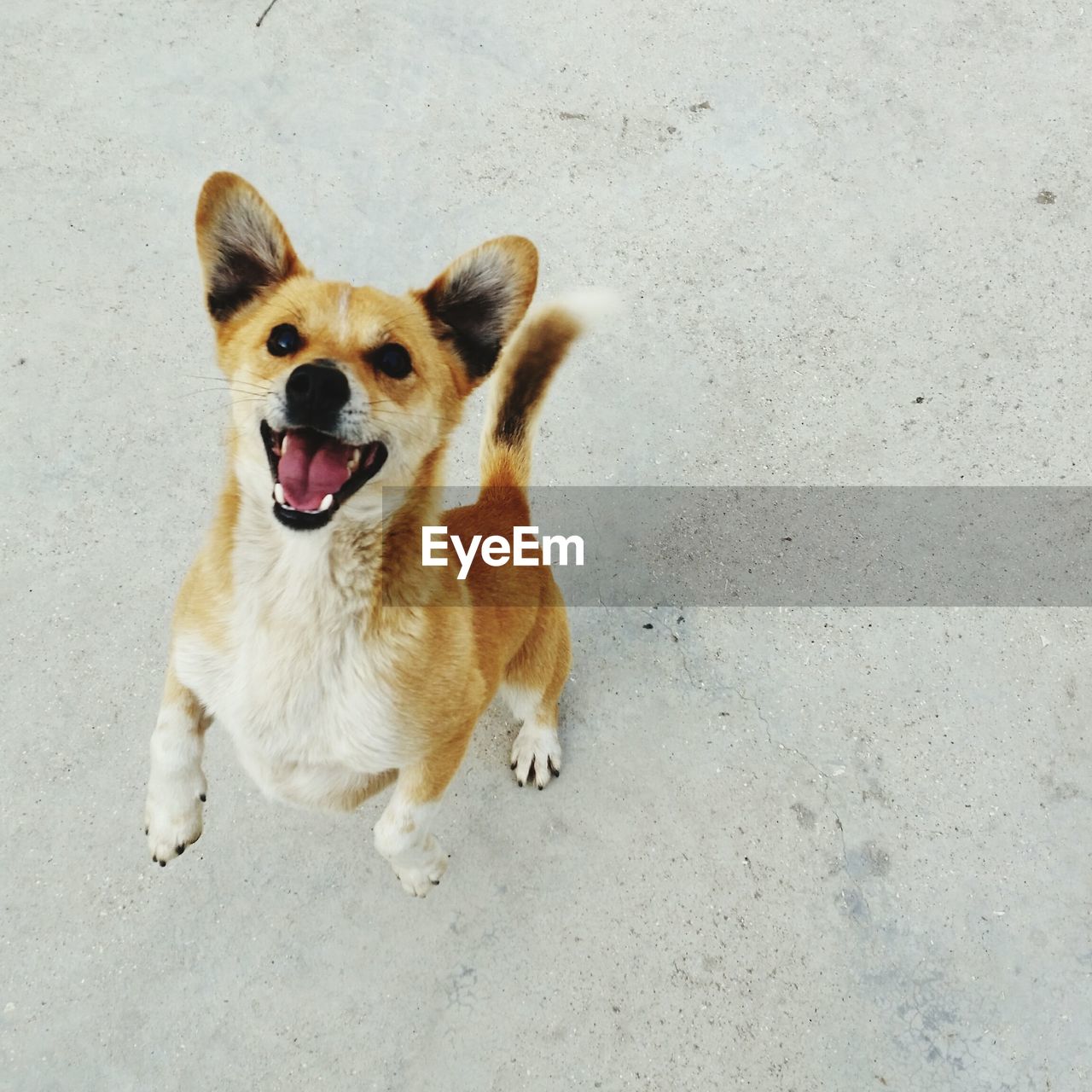 High angle view of corgi rearing up on footpath