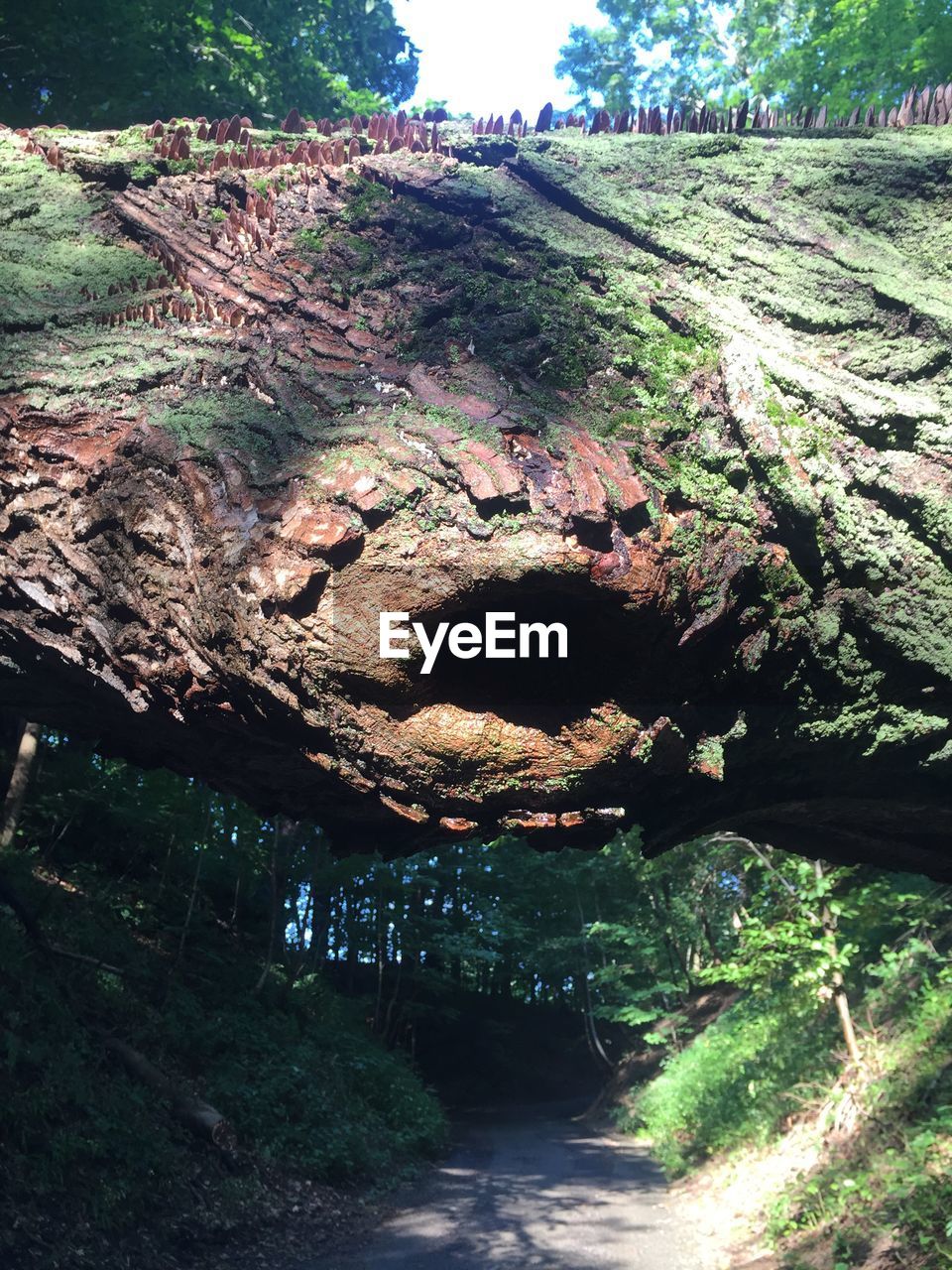 Close-up of log over pathway in forest