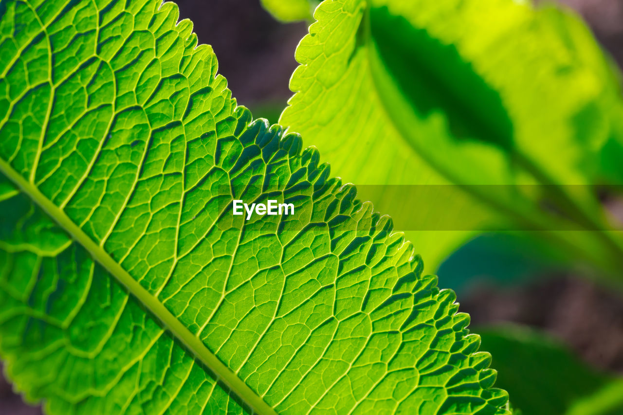 leaf, plant part, green, plant, nature, close-up, leaf vein, beauty in nature, growth, freshness, flower, no people, macro photography, environment, tree, outdoors, macro, food and drink, environmental conservation, food, tropical climate, day, extreme close-up, social issues, plant stem, vibrant color, backgrounds, pattern, water, summer, botany