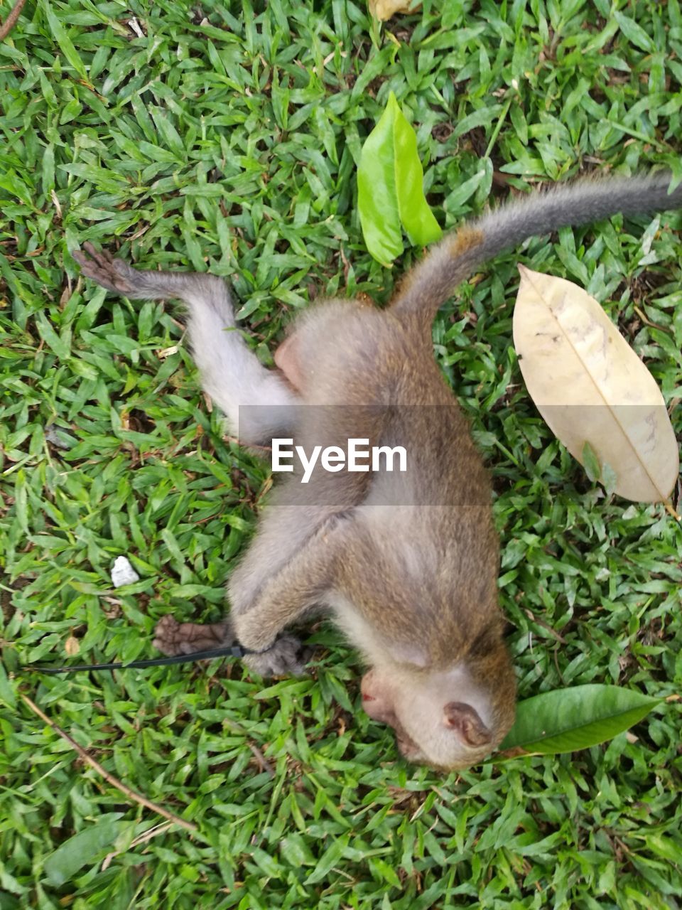 CAT SLEEPING ON GRASS