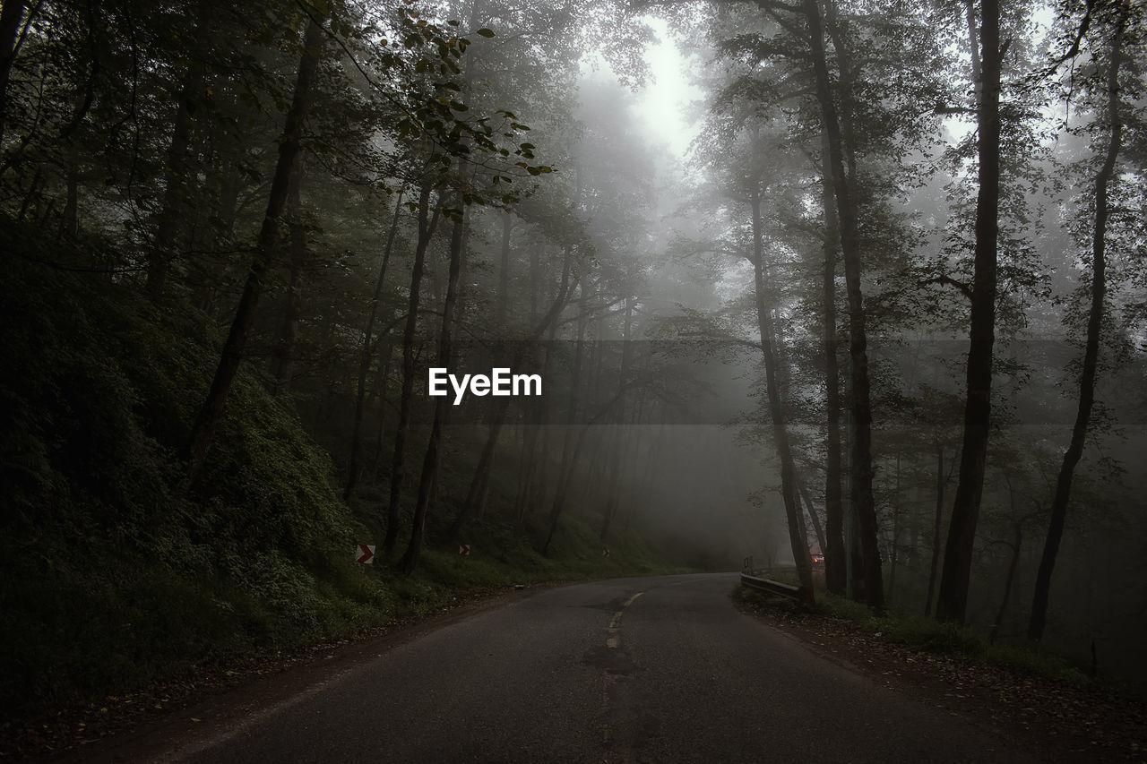 EMPTY ROAD IN FOREST