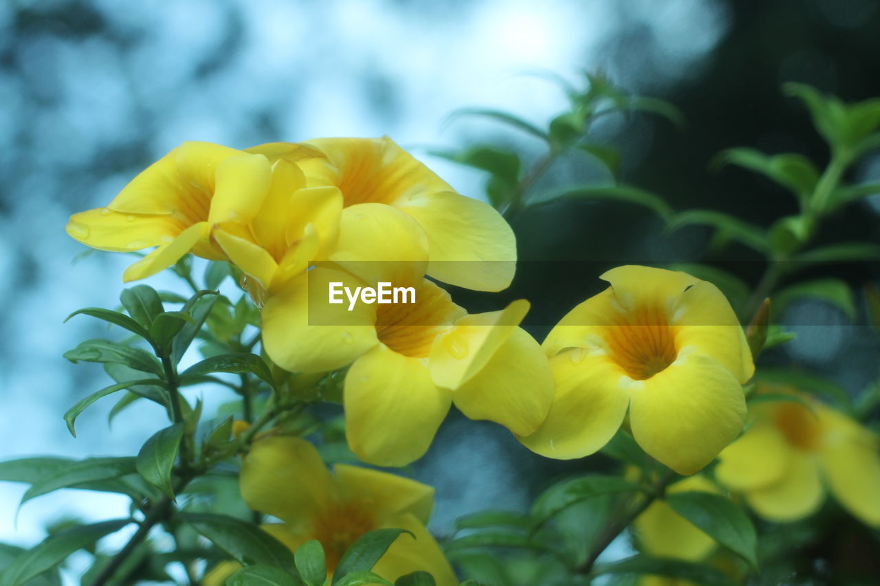 CLOSE-UP OF YELLOW FLOWERS