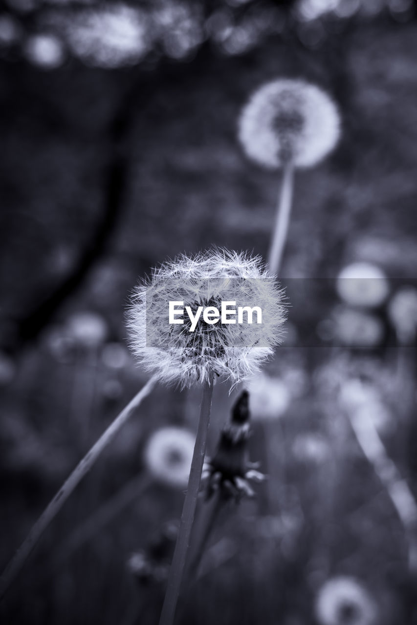 CLOSE-UP OF DANDELION AGAINST WHITE FLOWER