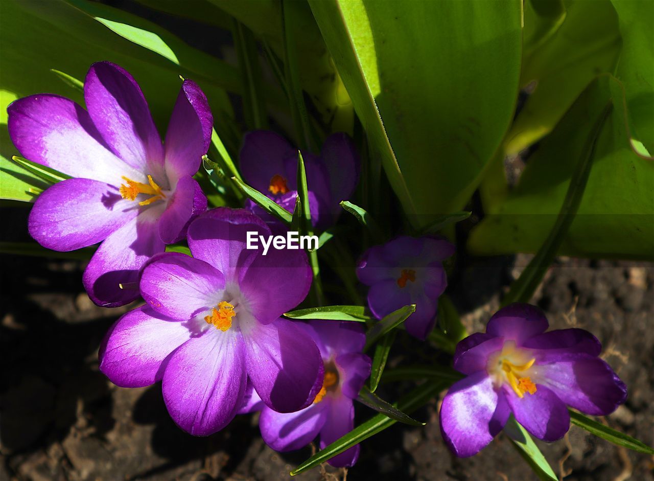 CLOSE-UP OF PURPLE FLOWERS BLOOMING