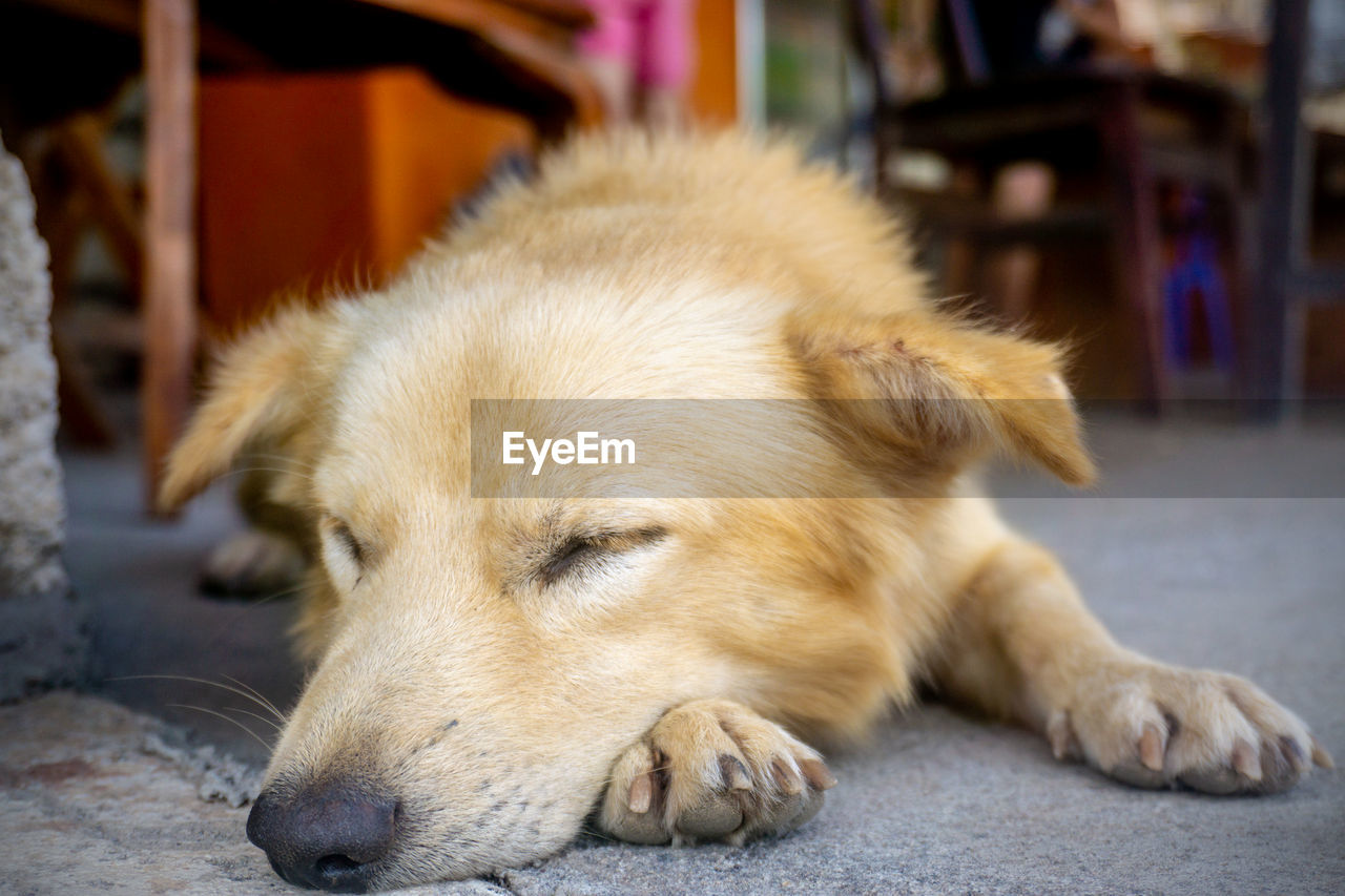 Close-up of a dog resting