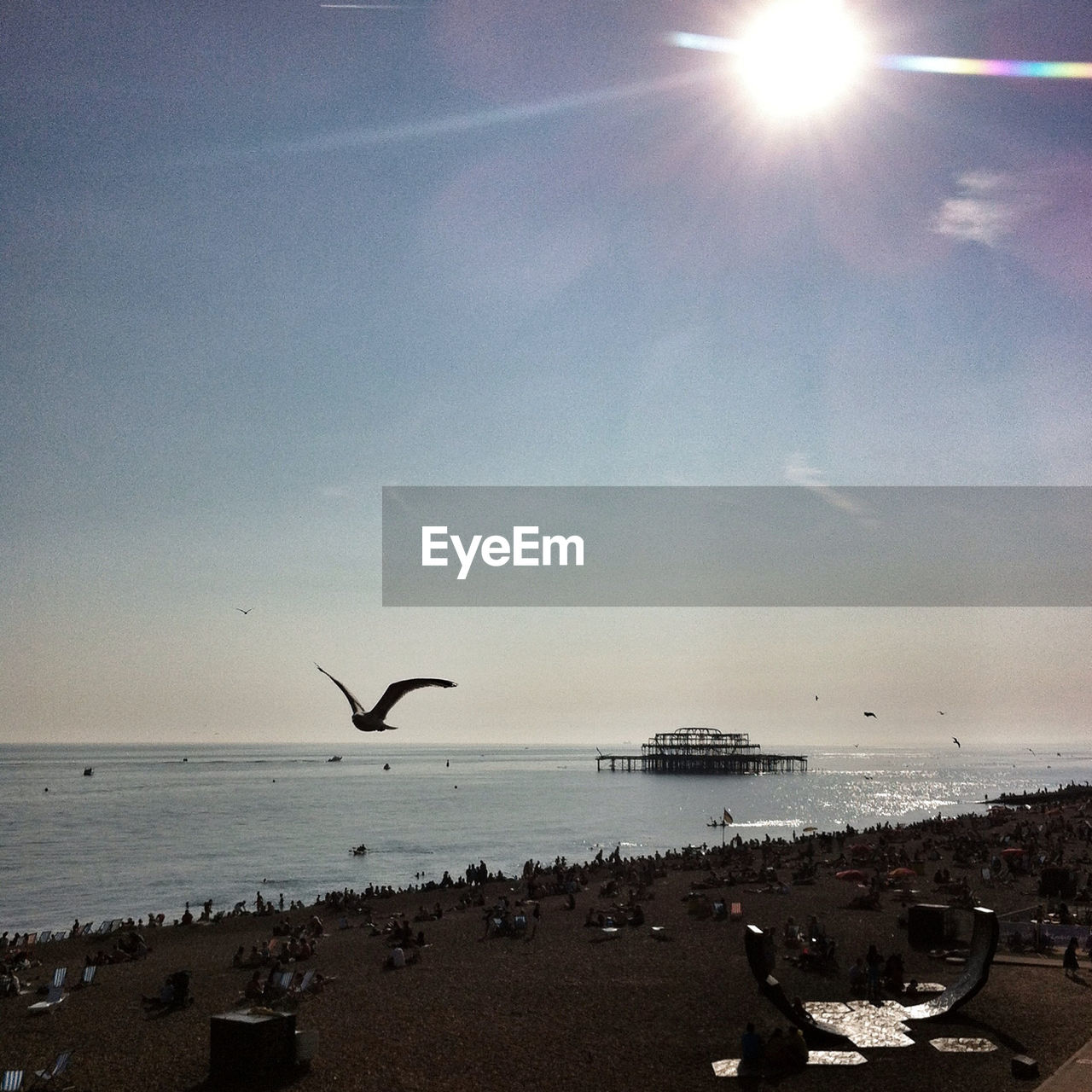 Birds on beach against clear sky