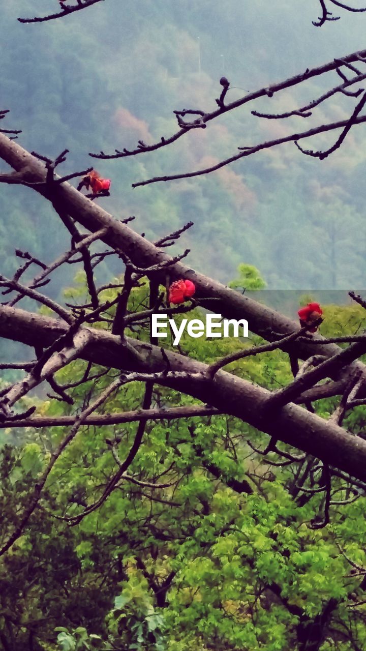 TREES GROWING IN PARK