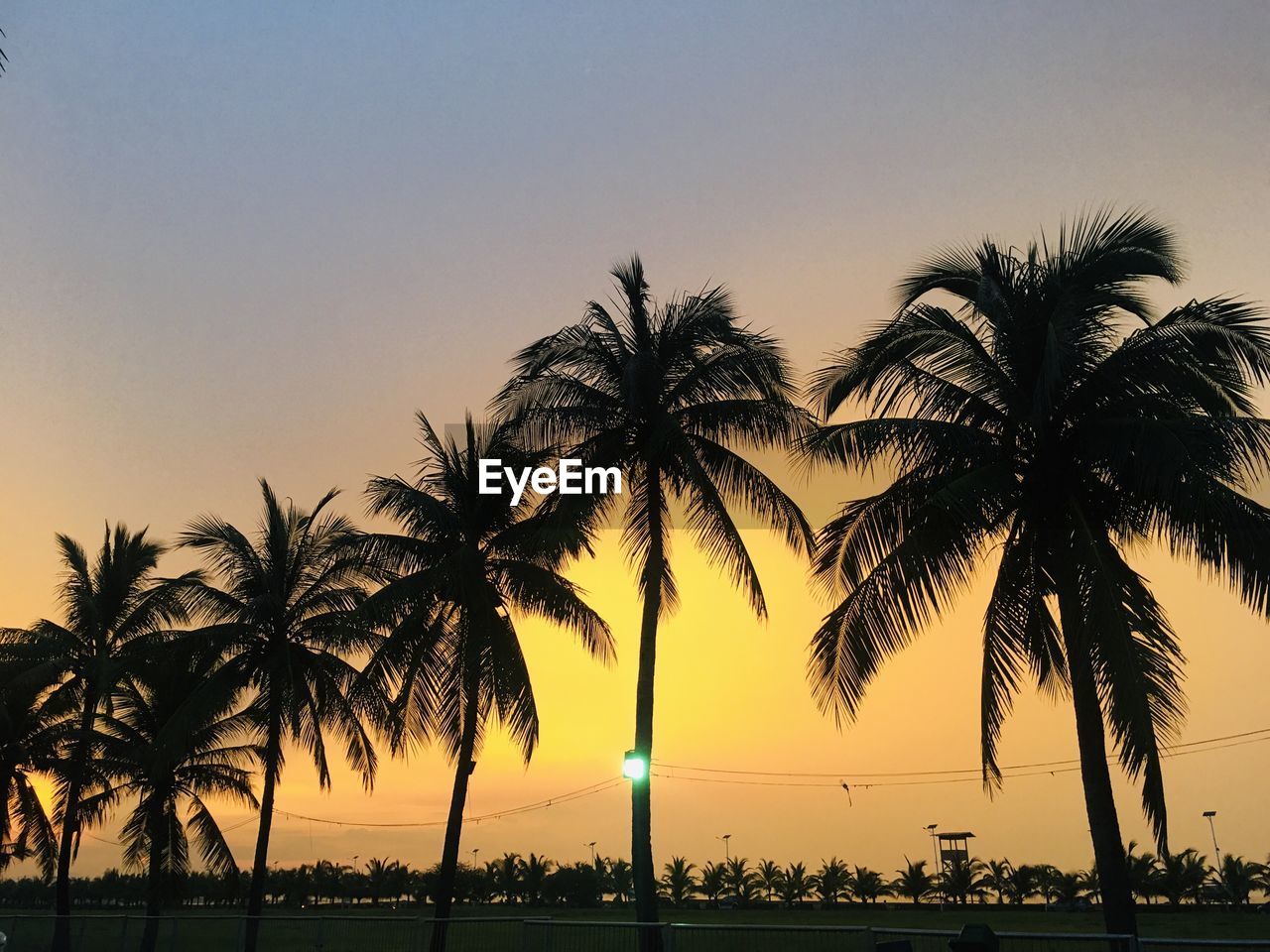 low angle view of palm trees against sky during sunset