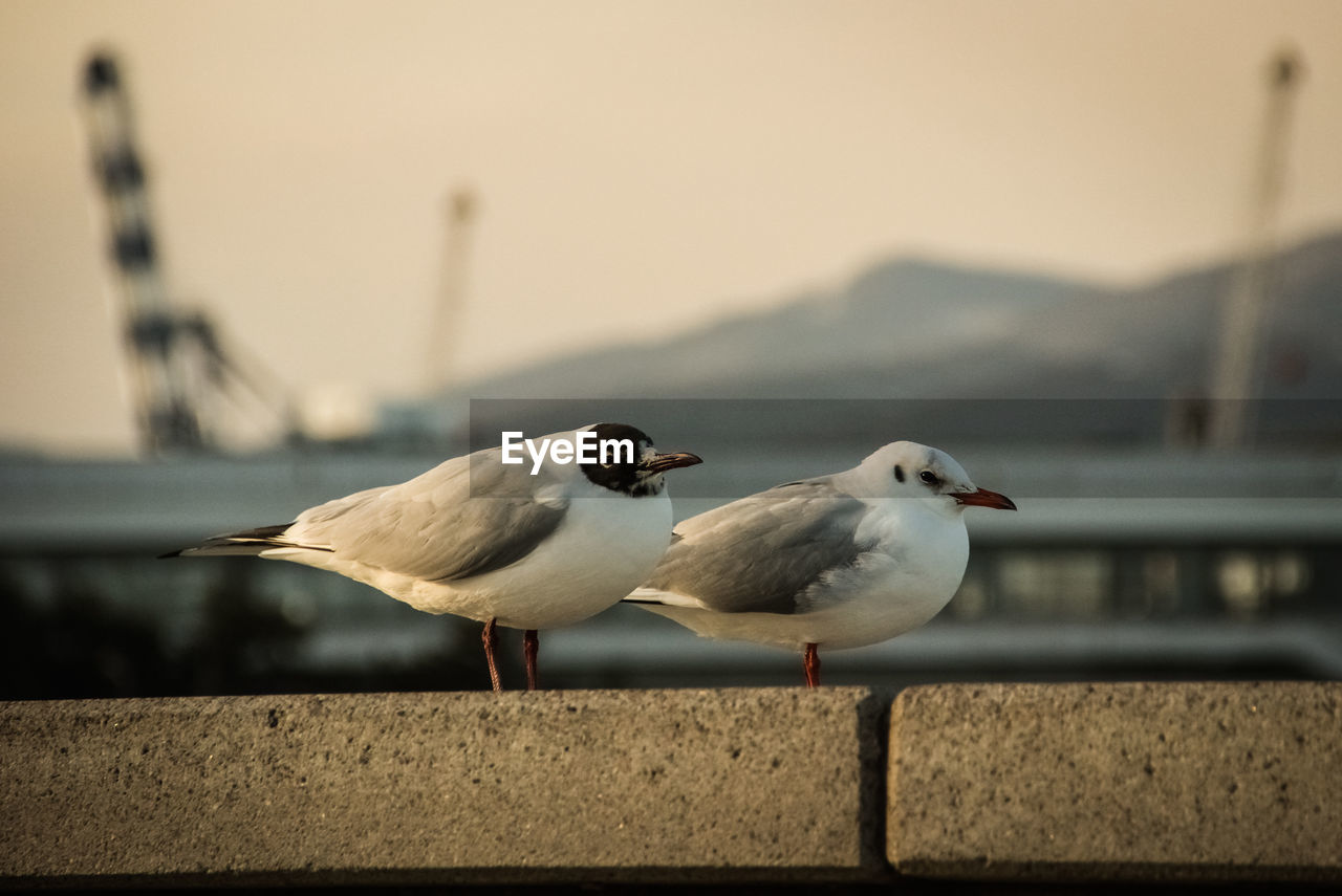 CLOSE-UP OF SEAGULLS PERCHING ON RAILING