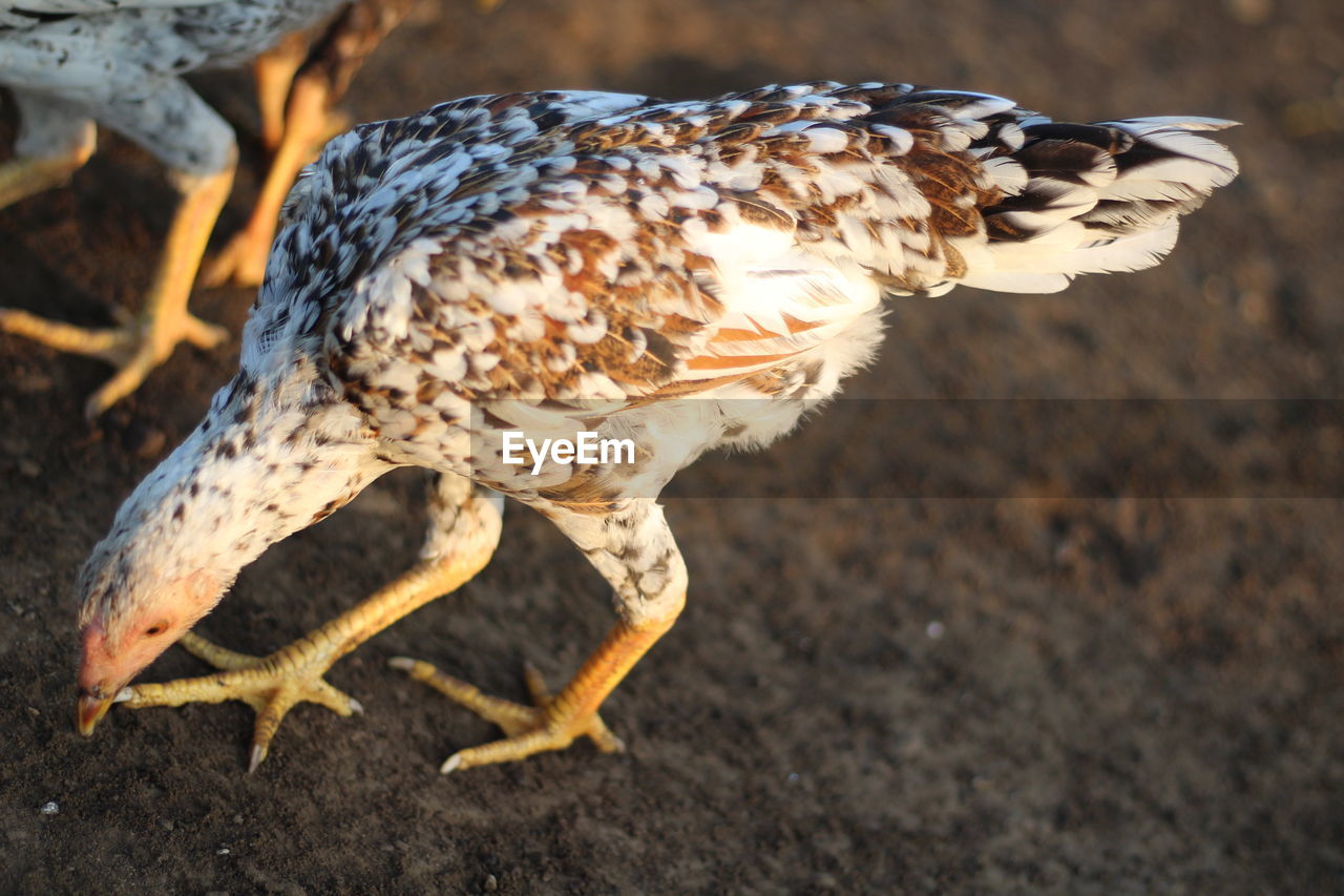 Close-up of a chiken