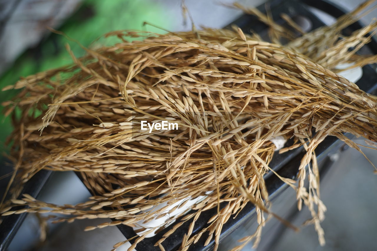 CLOSE-UP OF DRIED NEST ON TREE