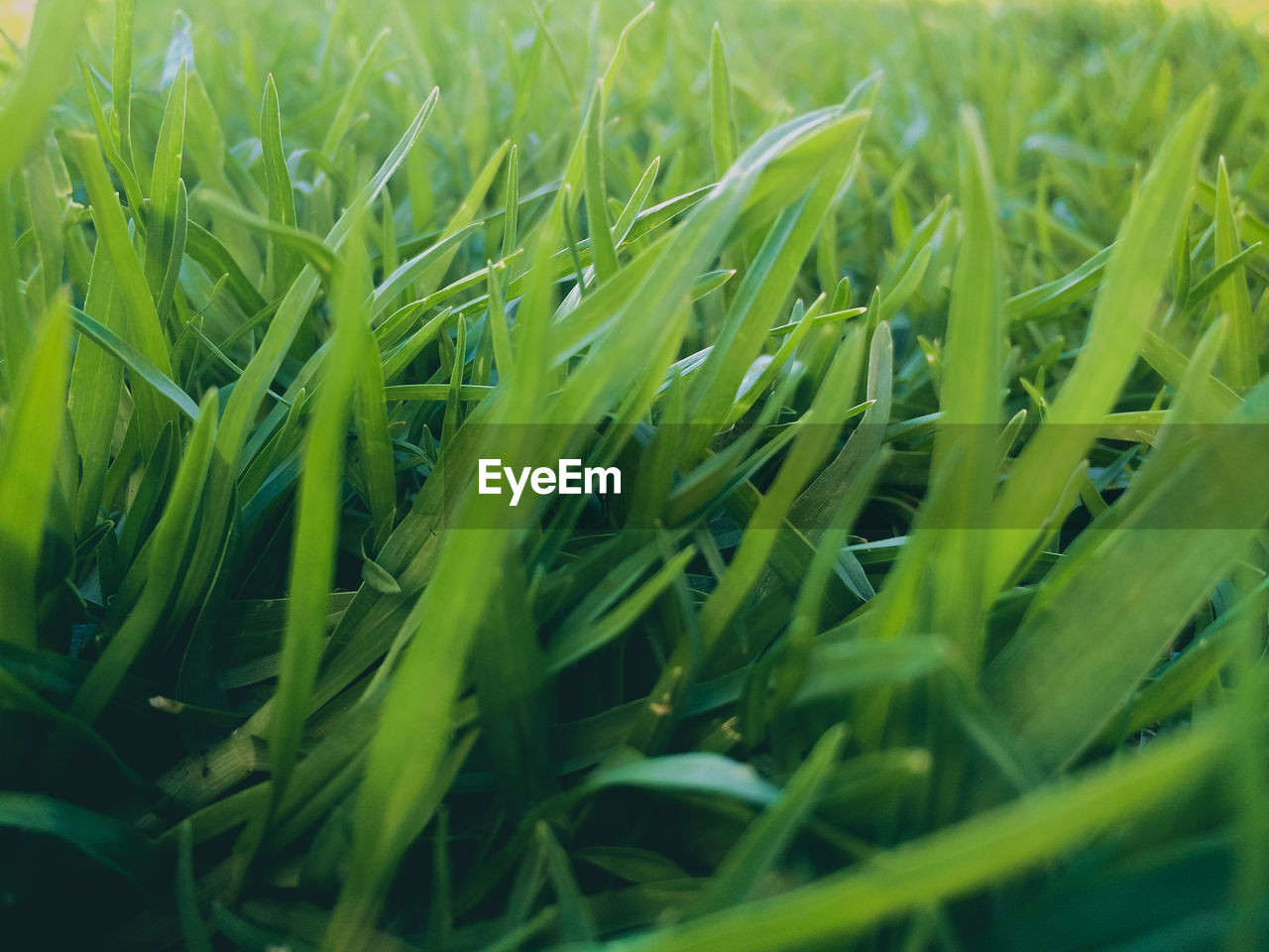 Close-up of crops growing on field